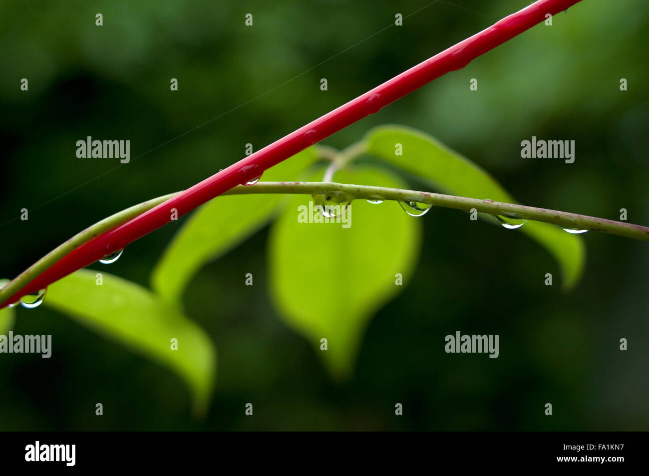 Tautropfen auf einem grünen Zweig mit einem roten Kunststoff-Wäscheleine im Vordergrund und verschwommene grüne Blätter im Hintergrund Stockfoto