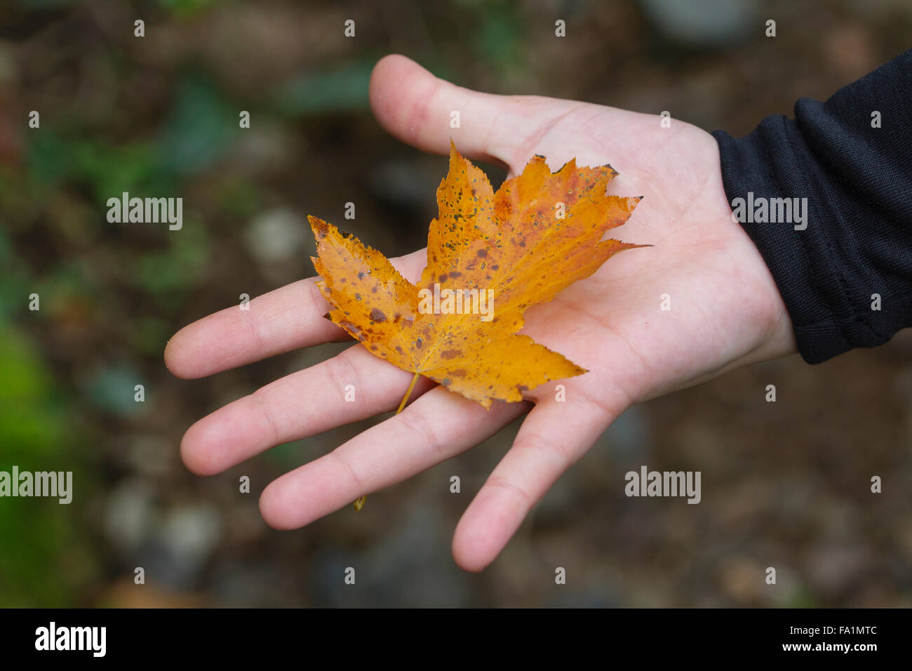 Menschliche Hand halten ein welkes Blatt im Herbst Stockfoto