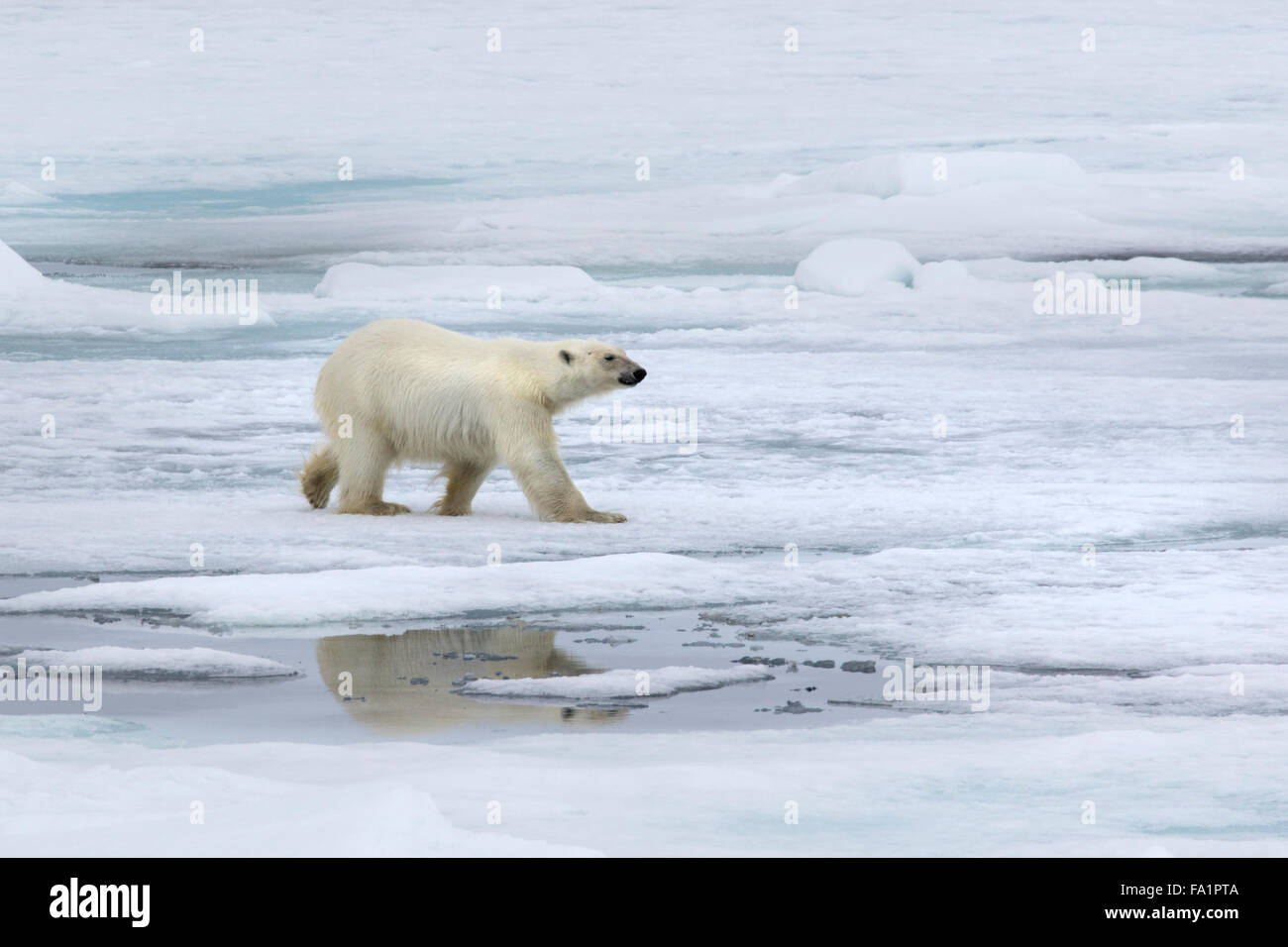 Eisbär auf Packeis, Spitzbergen, Norwegen / EuropeUrsus Maritimus Stockfoto