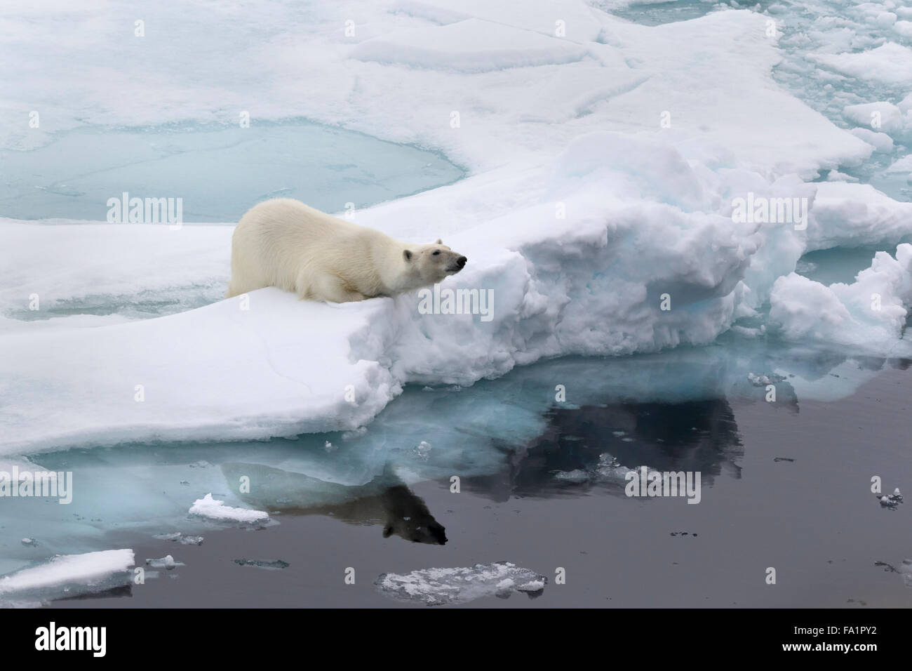 Eisbär auf Packeis, Spitzbergen, Norwegen / EuropeUrsus Maritimus Stockfoto