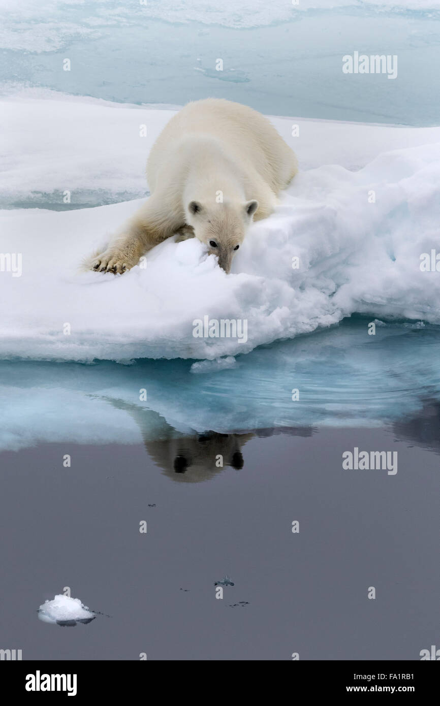 Eisbär auf Packeis, Spitzbergen, Norwegen / EuropeUrsus Maritimus Stockfoto