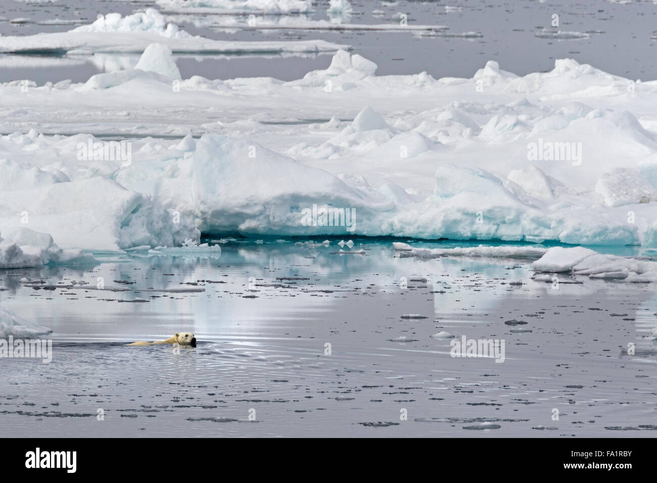 Eisbären schwimmen auf Packeis, Spitzbergen, Norwegen / EuropeUrsus Maritimus Stockfoto