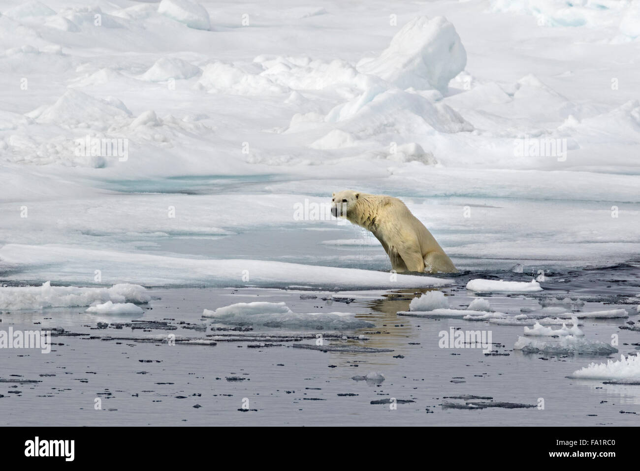 Eisbär auf Packeis, Spitzbergen, Norwegen / EuropeUrsus Maritimus Stockfoto