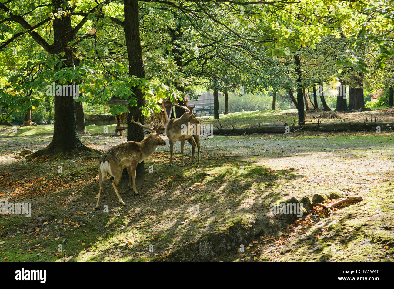 Ziegen (Capra Aegagrus Hircus) genießen den Schatten der Bäume Stockfoto