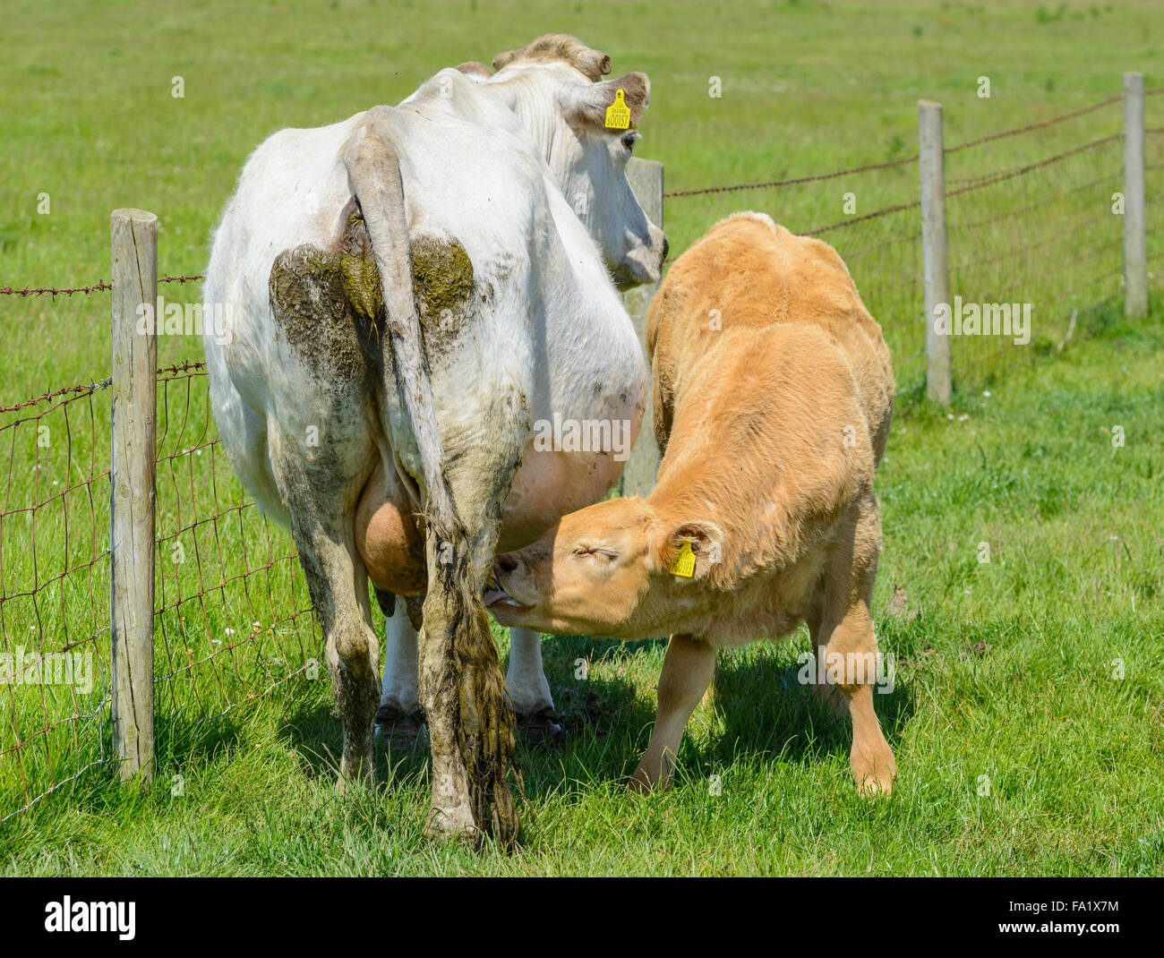 Junges Kalb saugt die Milch seiner Mutter in ein Feld im Sommer in West Sussex, England, UK. Kuh auf der Weide. Stockfoto