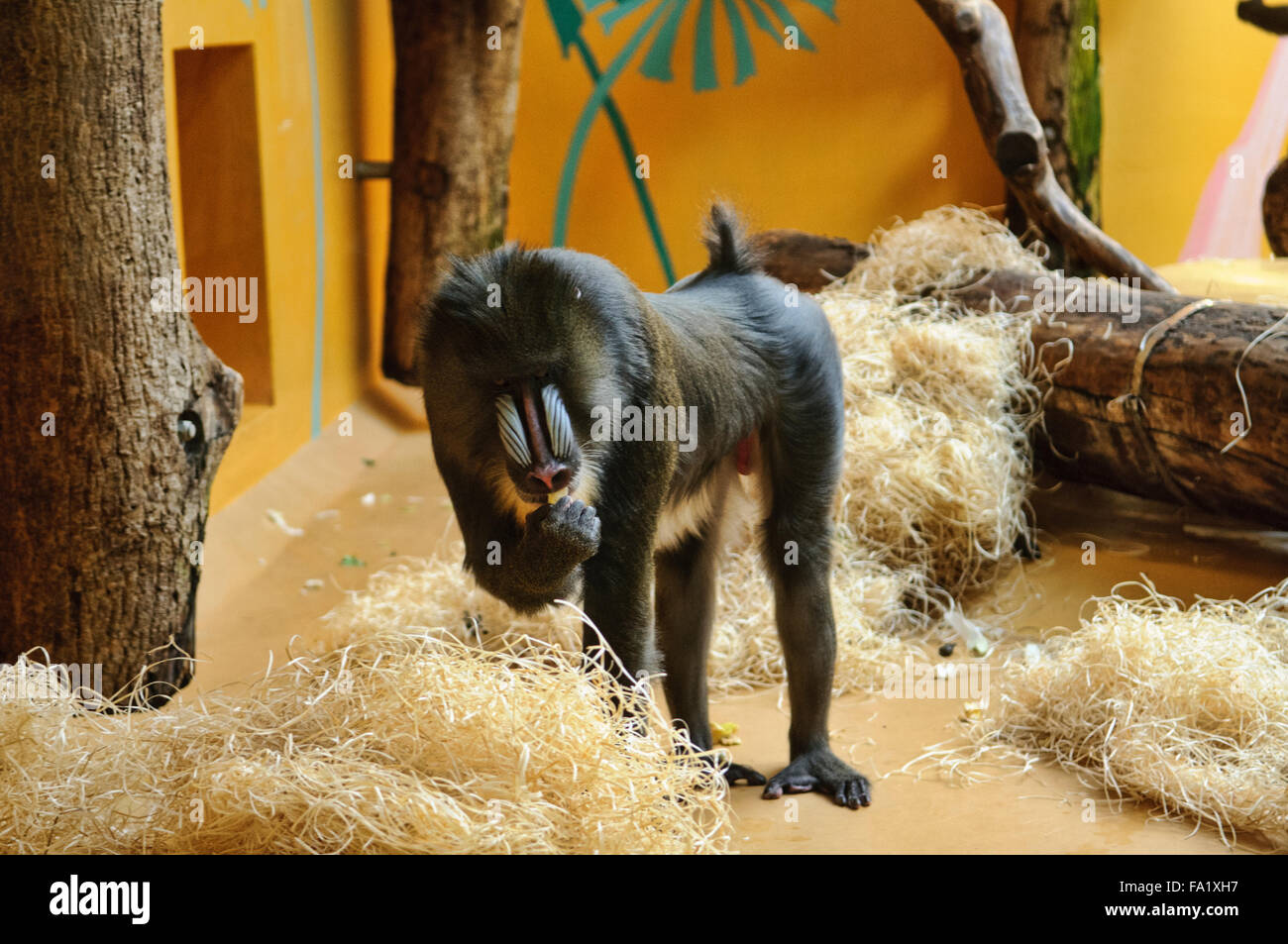 Mandrill alten Welt Monkey (Cercopithecidae) Stockfoto