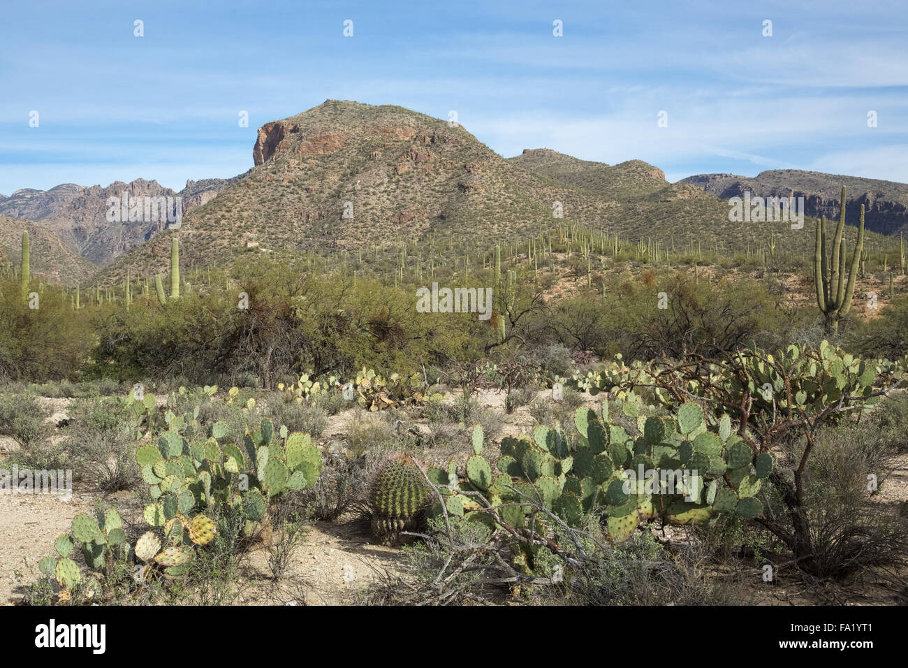 Die Berge von Tucson, Arizona Stockfoto
