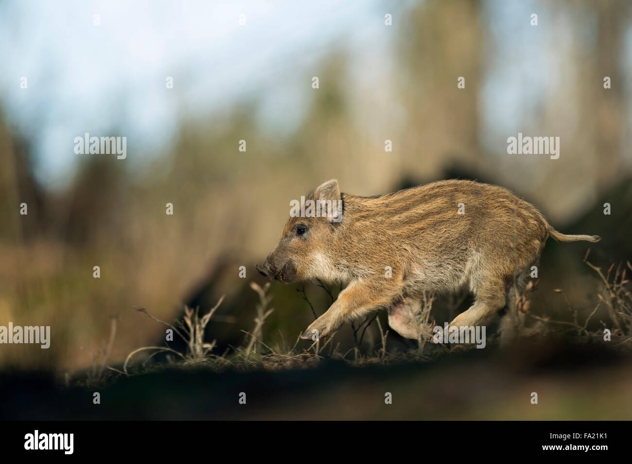 Shoat Wildschwein / wilde Schwein / wilde Schwein (Sus Scrofa) läuft durch seinen natürlichen Lebensraum Hanteln, extra niedrigen Standpunkt aus gesehen. Stockfoto