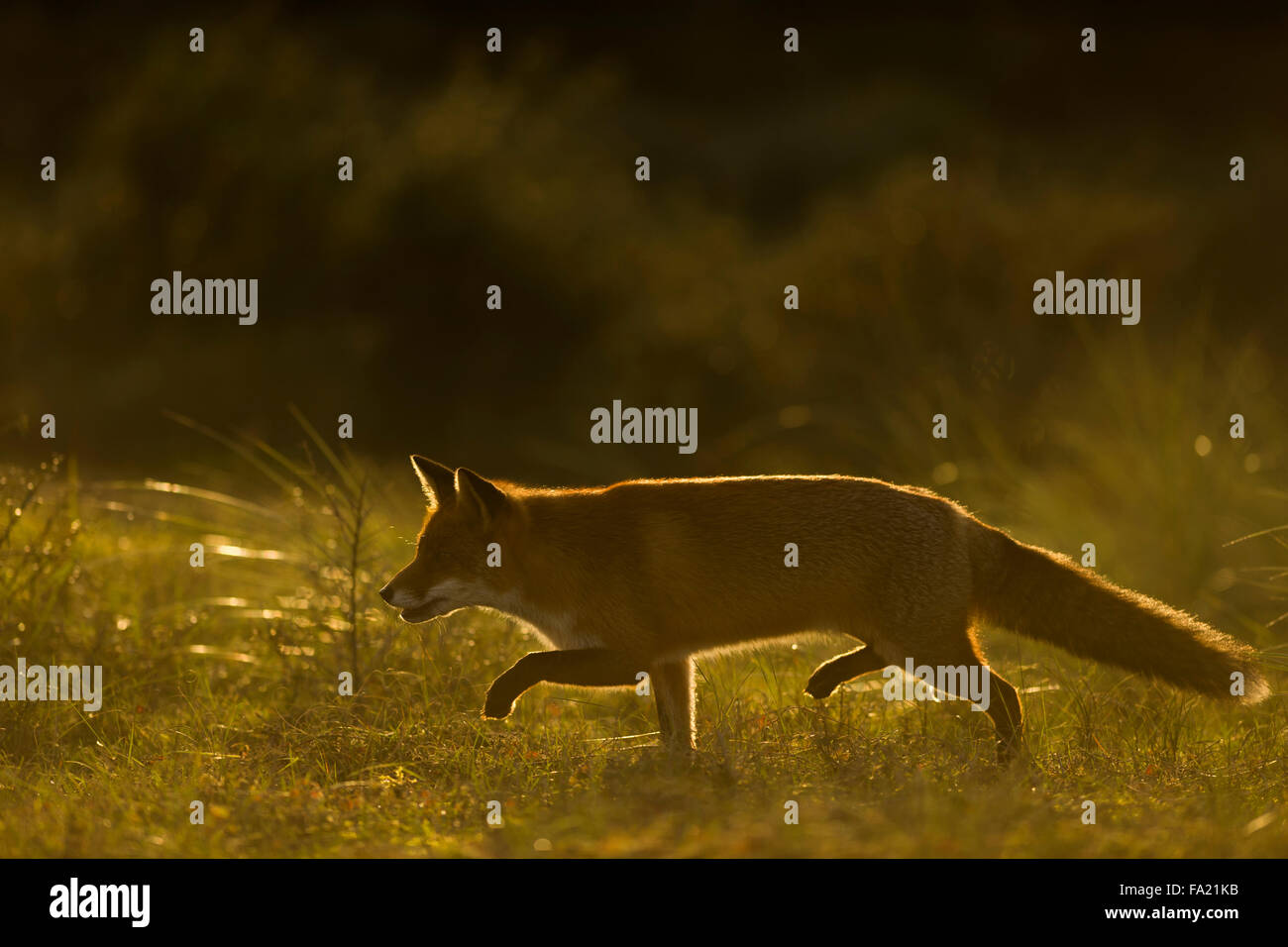 Rotfuchs / Rotfuchs ( Vulpes vulpes ) in wunderbarer weicher Hintergrundbeleuchtung schleicht durch hohes Gras, schöne Position seiner Pfoten, Tierwelt, Europa. Stockfoto