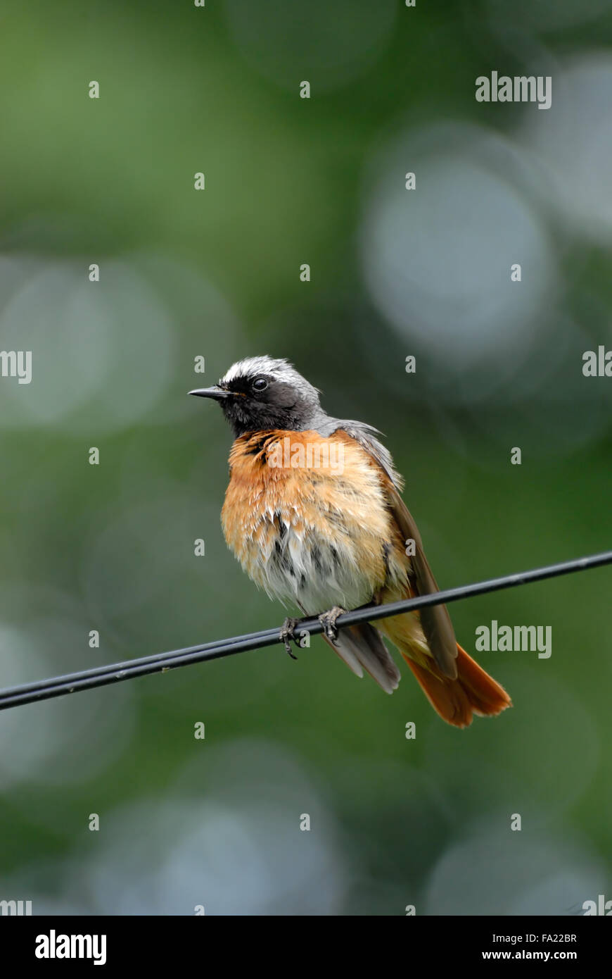 Hockende männlichen Gartenrotschwanz auf dem Draht Stockfoto