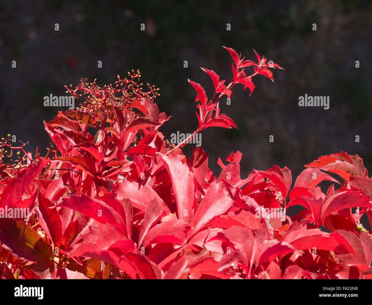 Parthenocissus Quinquefolia, wildem Wein, intensiv rote Herbstfärbung Stockfoto