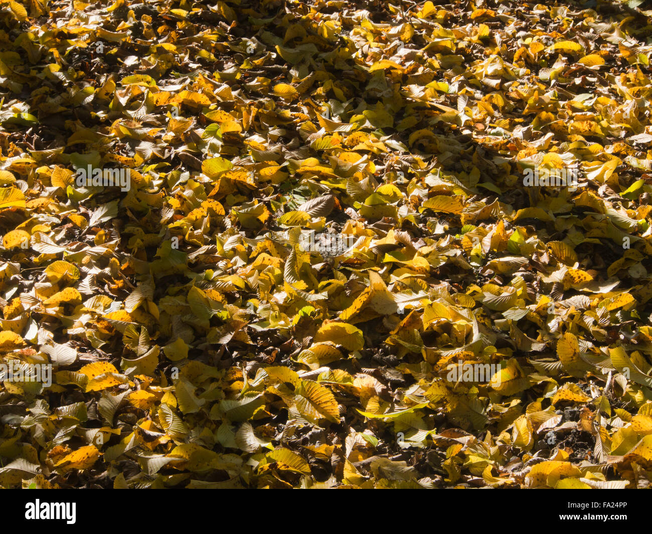 Diagonale lange Schatten von schlanken Baumstämmen auf gelbe und braune Blätter im Herbst auf den Boden fallen Stockfoto
