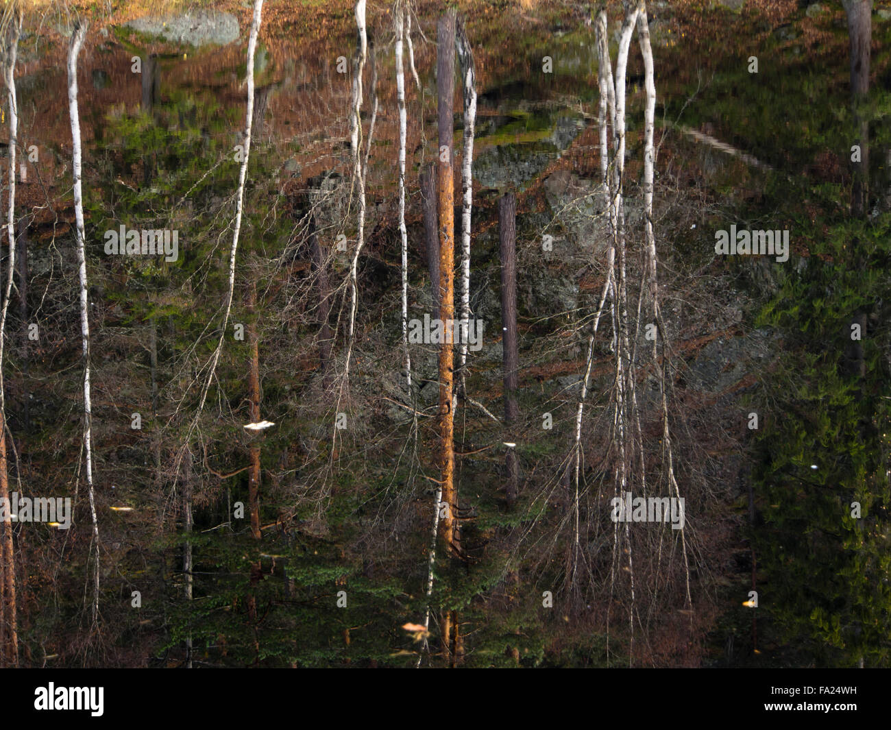 Spätherbst in einem Wald in Oslo Norwegen. Ein kleiner See, Reflexionen Bäume und gedämpften Farben Stockfoto