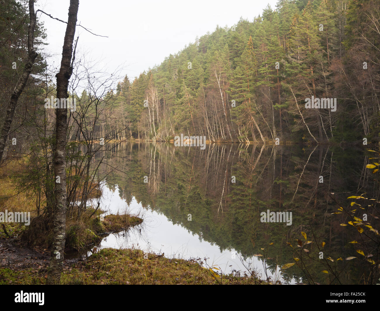 Spätherbst in einem Wald in Oslo Norwegen. Ein kleiner See, Reflexionen Bäume und gedämpften Farben Stockfoto