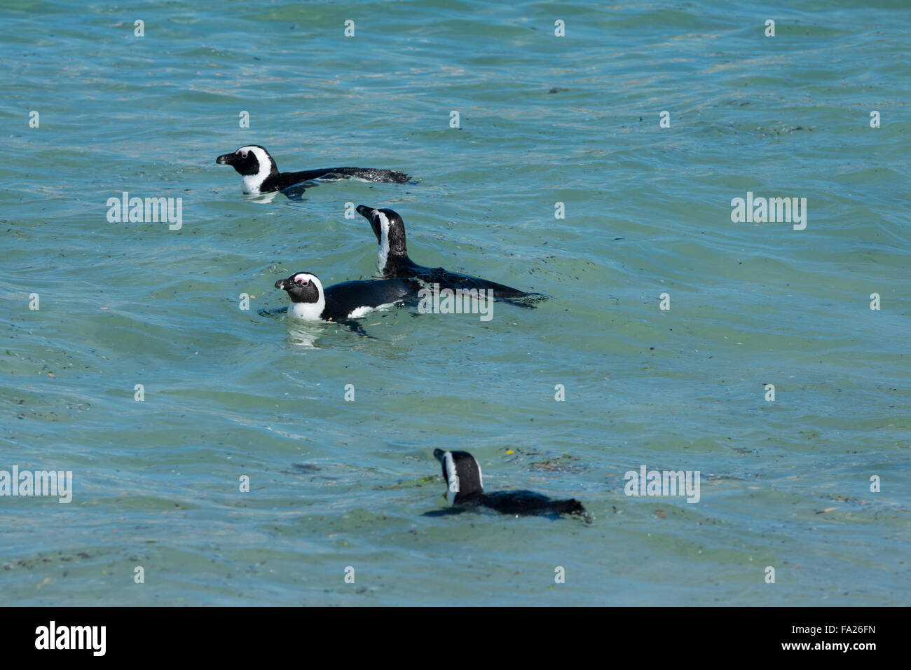 Südafrika, Kapstadt, Simons Town, Boulders Beach. Afrikanischen Pinguinkolonie (Spheniscus Demersus). Stockfoto