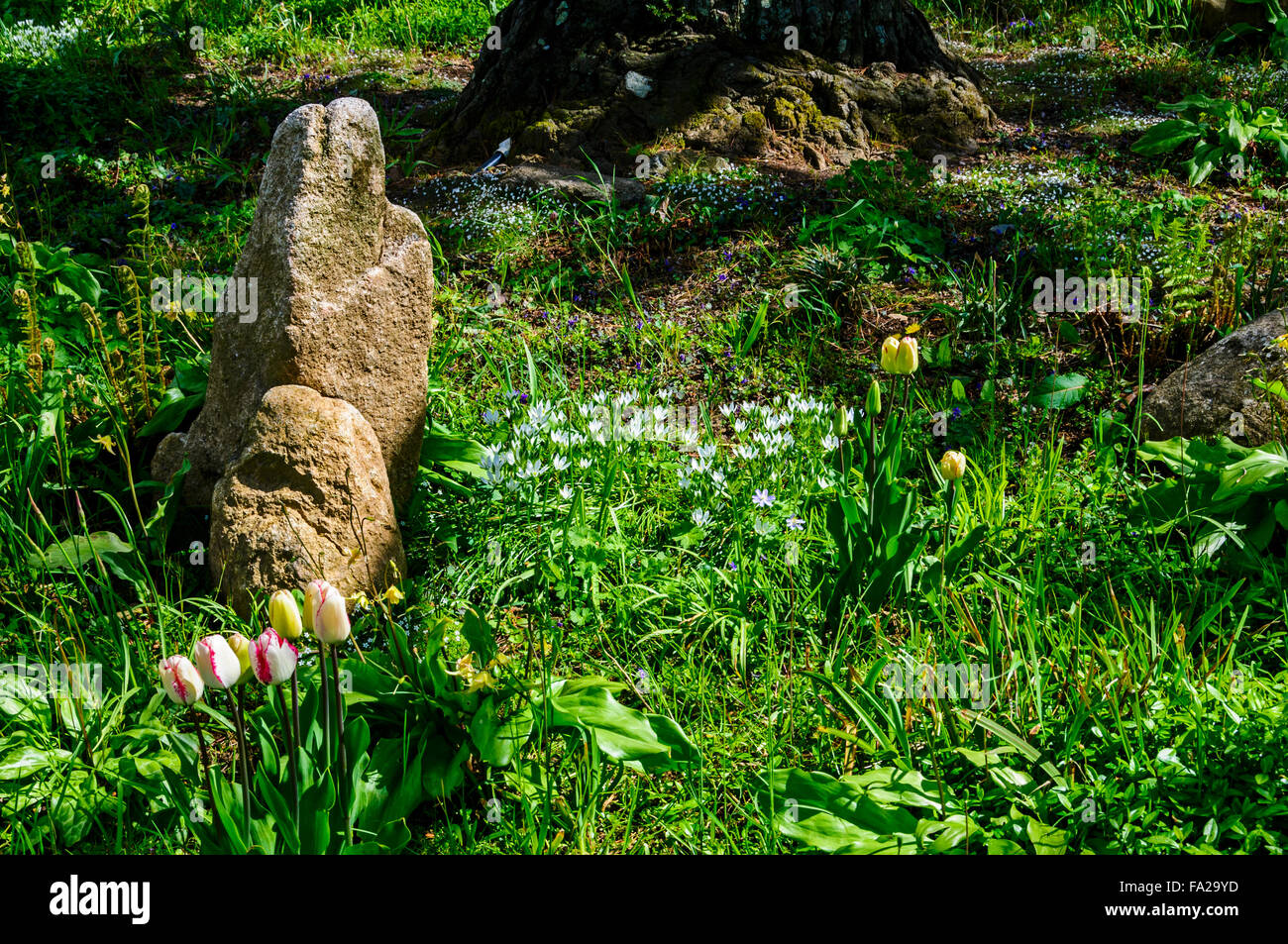 Eine ruhige Gegend von Naturgarten mit grünen Gräsern, blühenden Frühling Pflanzen und Felsen bilden ökologischen Lebensräumen Stockfoto