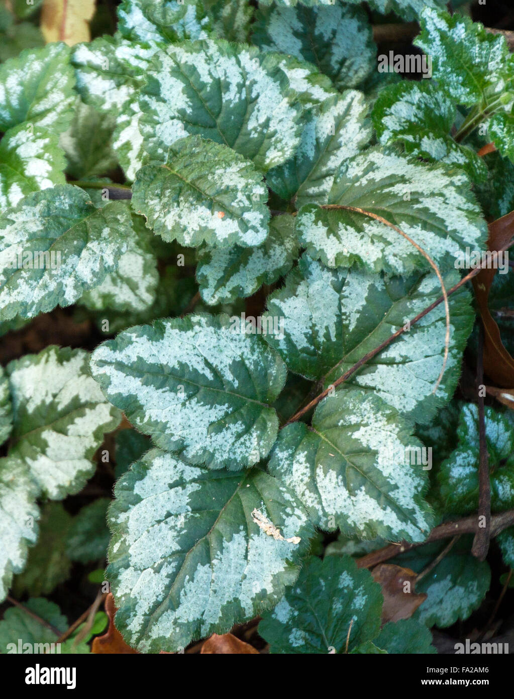 Schließen sich eine Coleus-Art Anlage verlässt mit interessanten grün und weißlich Muster im Sommer Stockfoto