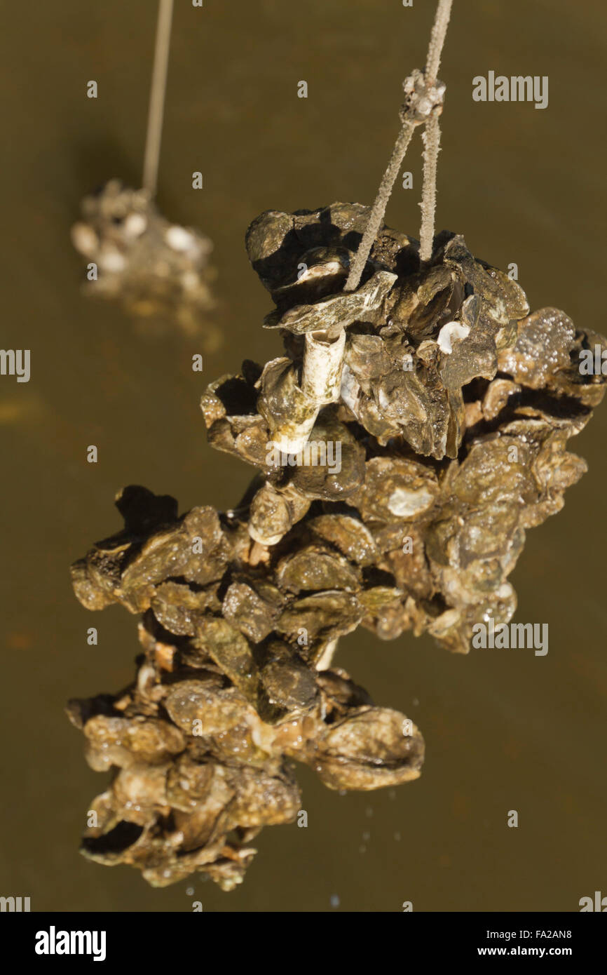 Nahaufnahme eines Clusters von Austern wachsen an einem Seil an einer Austernfarm mit Wasser und Bäumen im Hintergrund Stockfoto