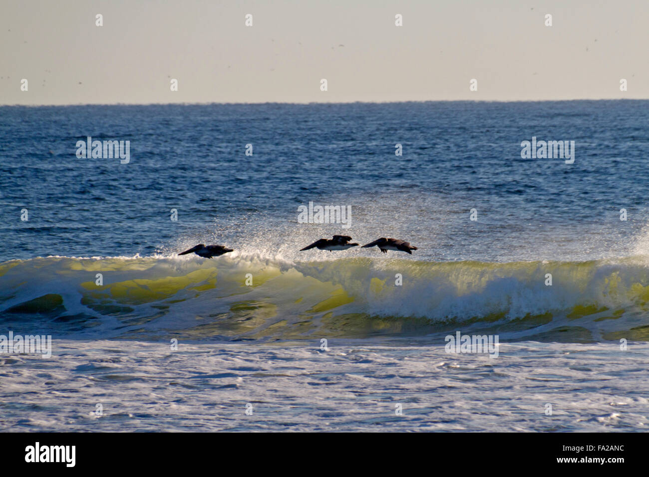 Drei Pelikane schweben durch Wasser aus der Spitze von einer durchscheinenden, brechen Ozeanwelle geblasen, wie die Jagd nach Nahrung auf ein Sunn fliegen Stockfoto