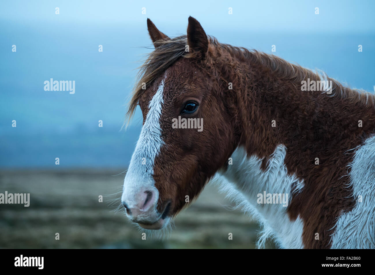 Wildes Preseli Pony auf Carn Enoch, Dinas, Pembrokeshire. Close-up. Stockfoto