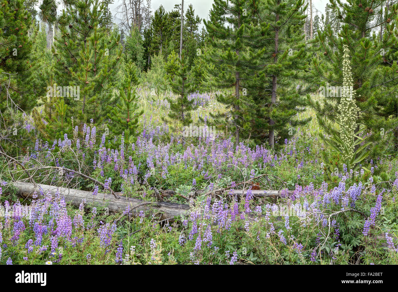 Silberne Lupine in einer Bergwiese Stockfoto