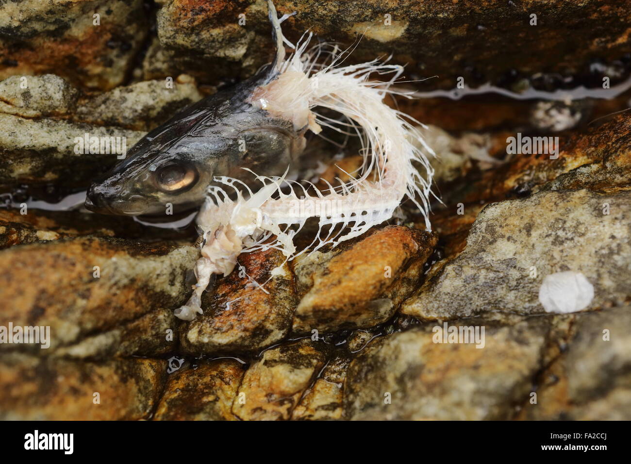 Überreste eines Fisches auf der felsigen Küste von Bettys Bay, nach der Plünderung durch ein Raubtier Stockfoto