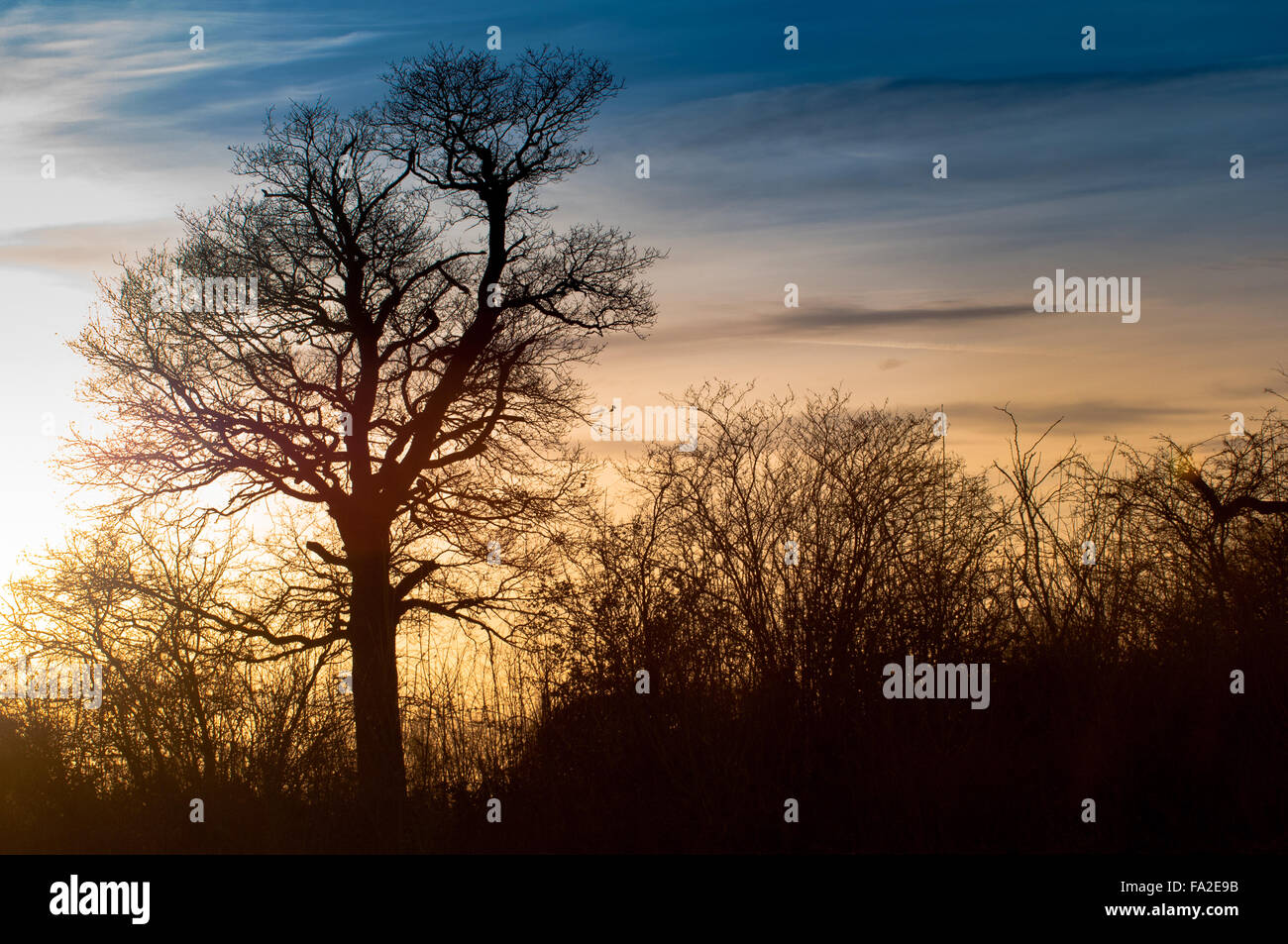 Silhouette von Bäumen und Hecken vor einem Sonnenuntergang Stockfoto