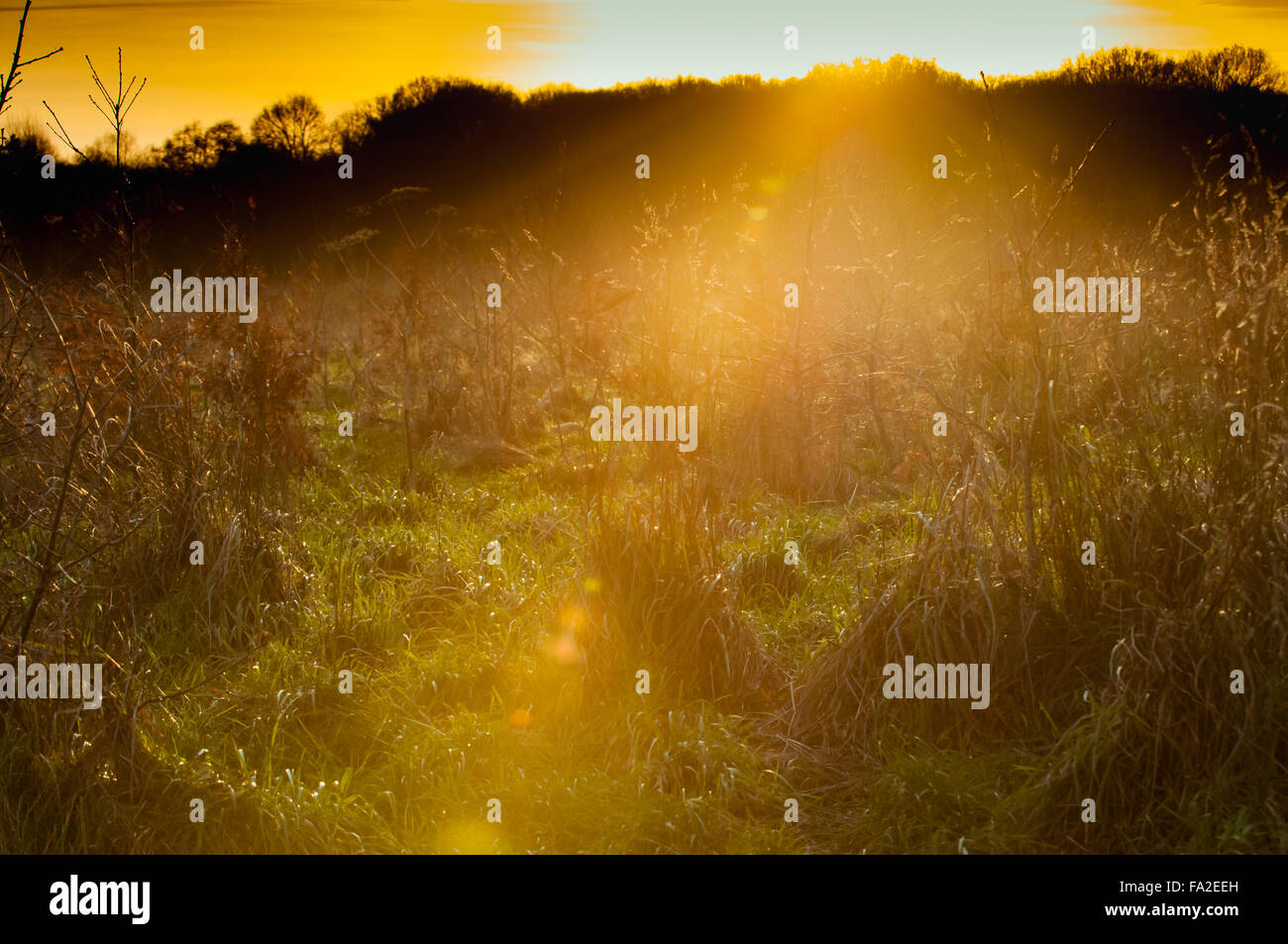 Gelbe Sonnenuntergang über einem langen Gras Stockfoto