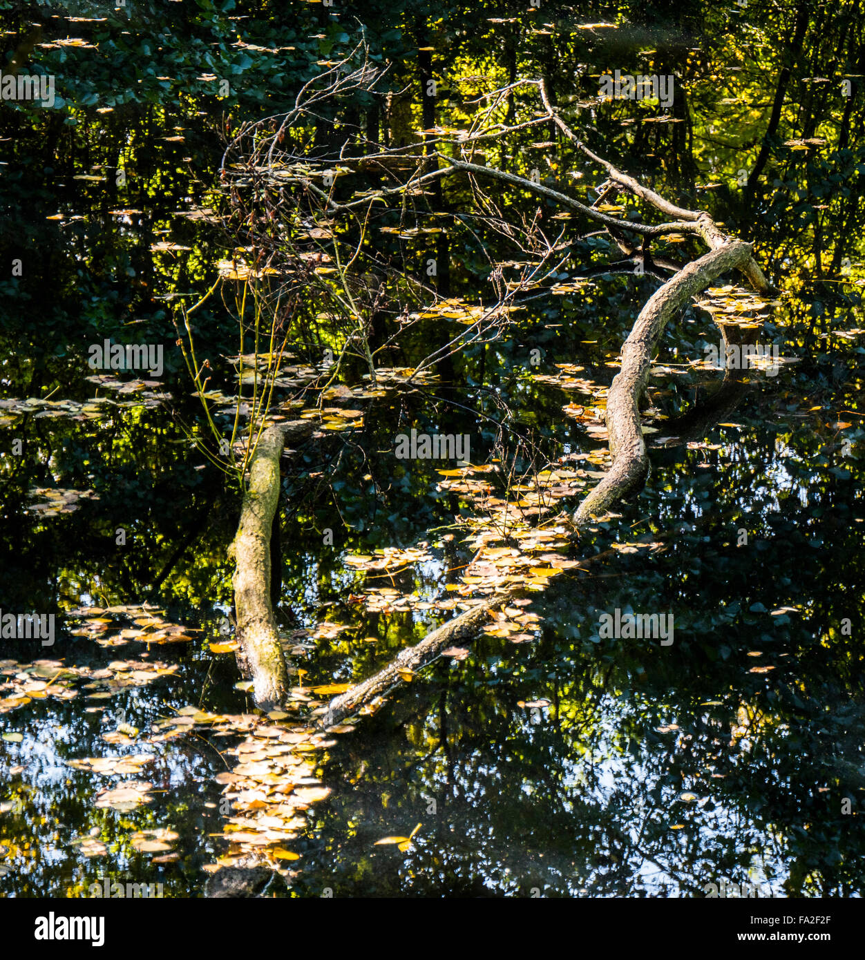 Herbstliche Laub in einem Pool mit einem Toten gefallenen Baum. Stockfoto
