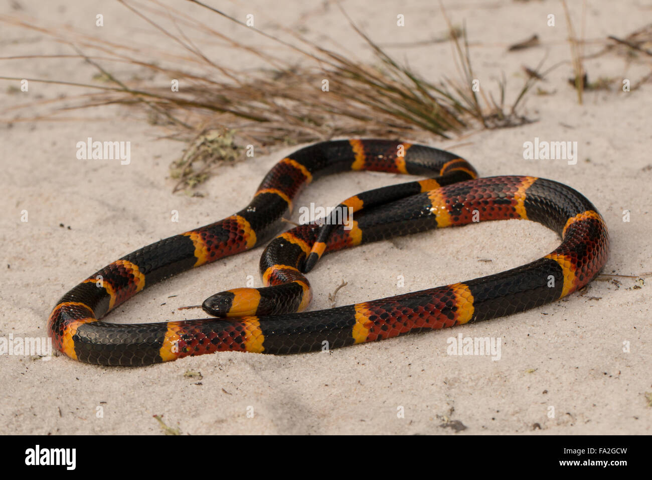 Eine östliche Korallenschlange im sandigen Gestrüpp - Micrurus fulvius Stockfoto