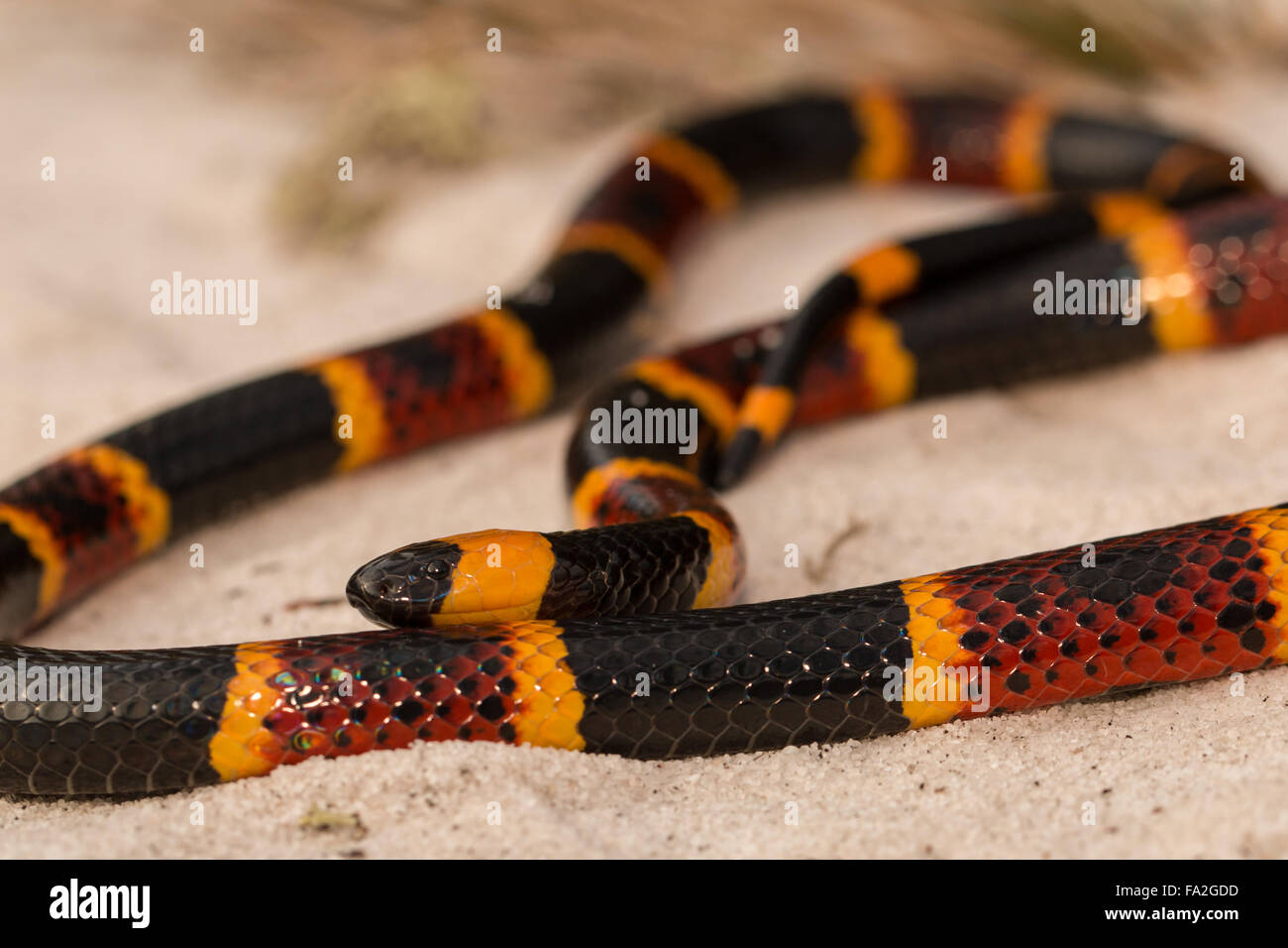 Nahaufnahme von einem östlichen Korallenschlange - Micrurus fulvius Stockfoto