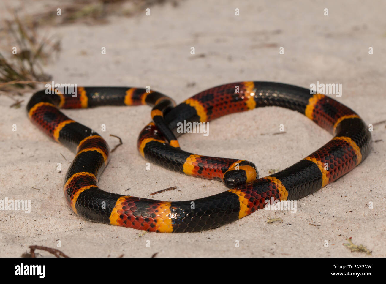 Nahaufnahme von einem östlichen Korallenschlange - Micrurus fulvius Stockfoto