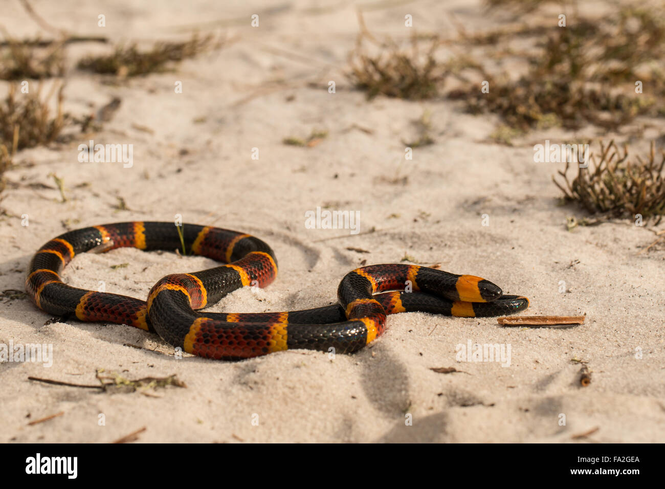 Östlichen Korallenschlange im Sand Gestrüpp - Micrurus fulvius Stockfoto