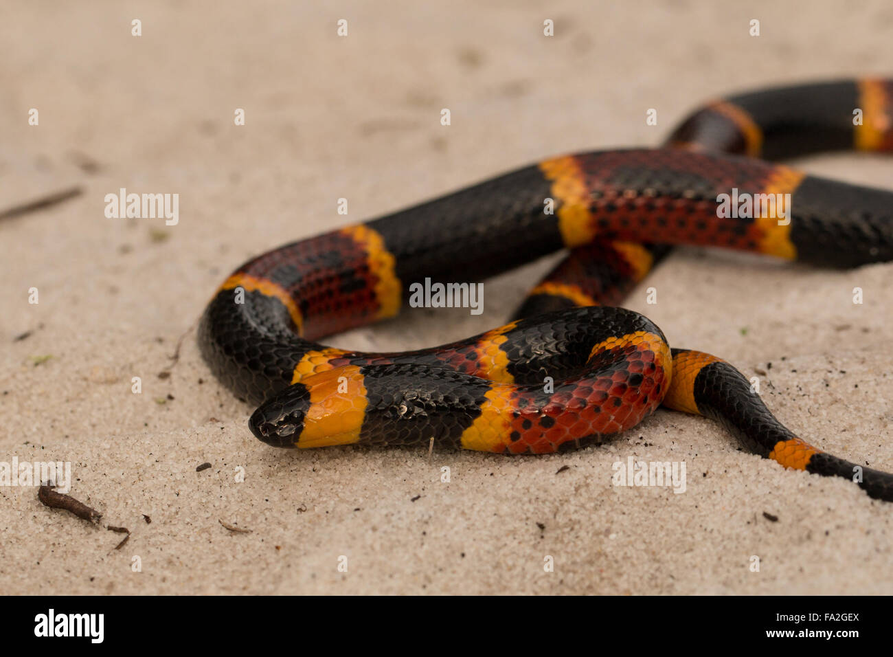 Nahaufnahme von einem östlichen Korallenschlange - Micrurus fulvius Stockfoto