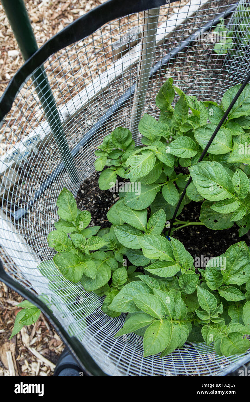 Kartoffeln wachsen in einem hausgemachten Ring in einem Garten Hochbeet in Issaquah, Washington, USA. Stockfoto