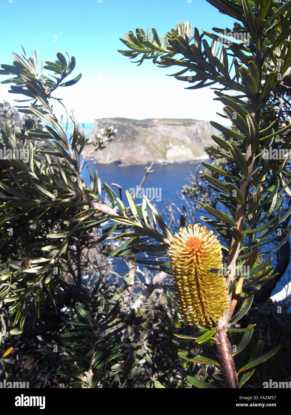 Banksia blühen entlang der drei Kaps-Strecke mit Tasman Island im Hintergrund, Cape Säule, Tasman Peninsula National Park Stockfoto