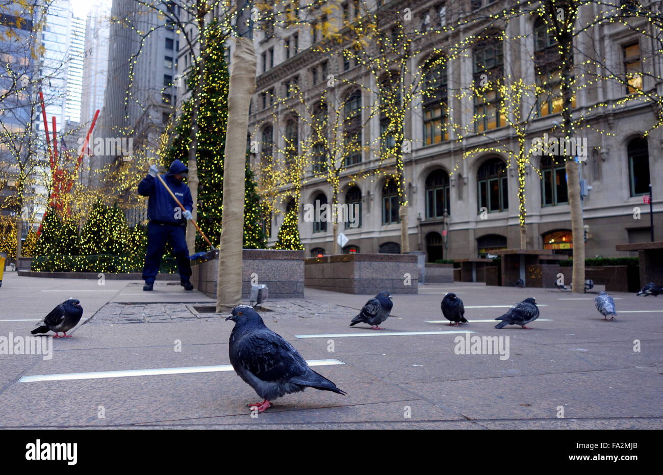 Vögel am Zuccotti Park in New York City Stockfoto
