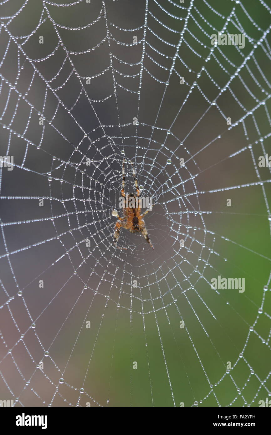 Kreuzspinne, Araneus Diadematus Web bedeckt Tropfen Morgentau Stockfoto