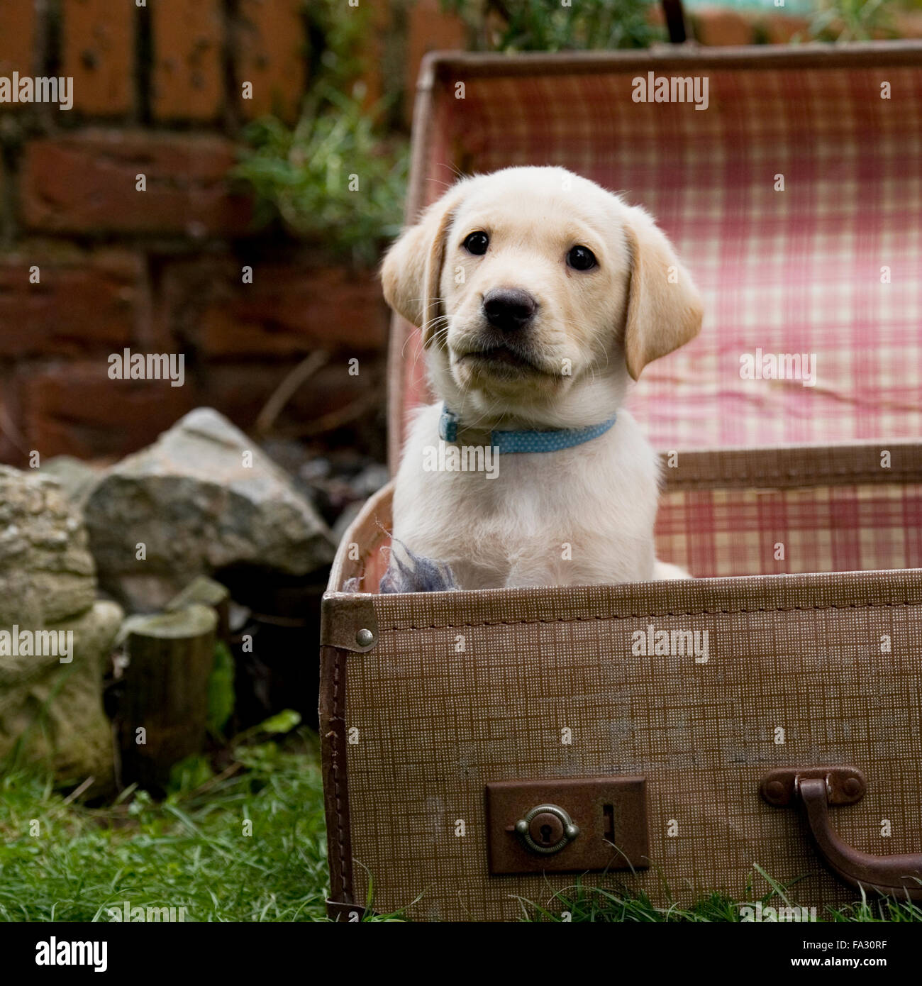 labrador Retriever Welpe im Koffer Stockfoto