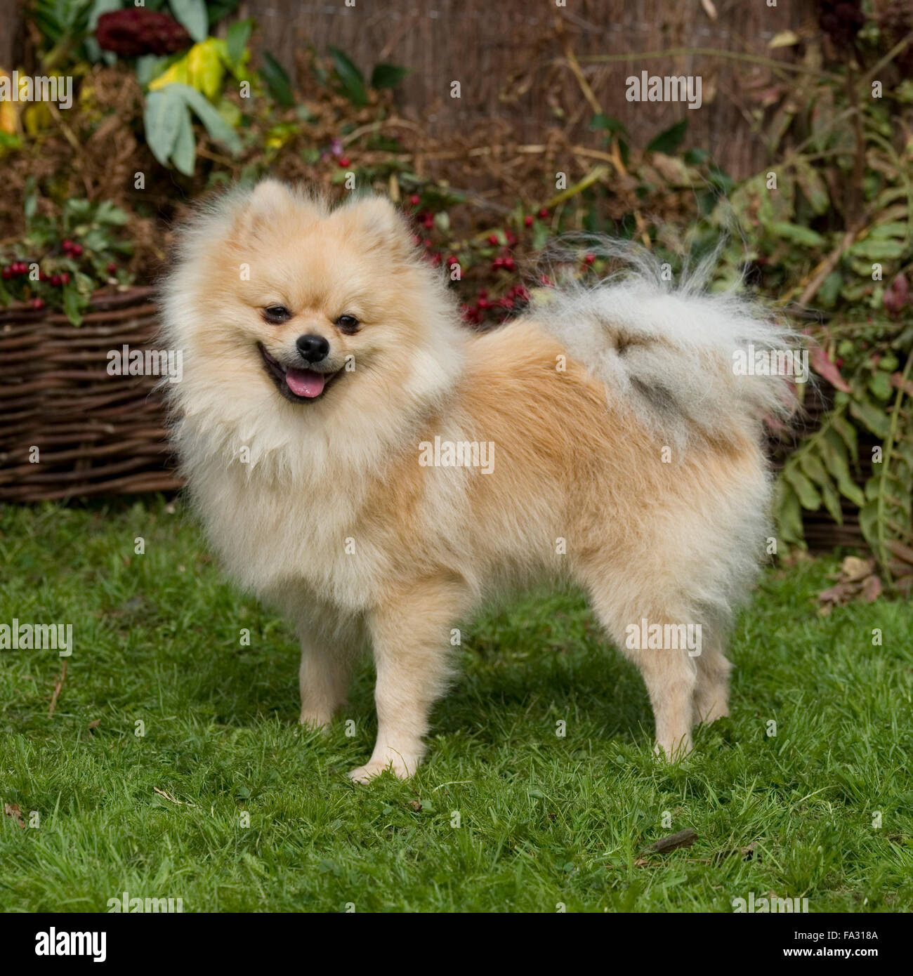 Pomeraniandog Stockfoto