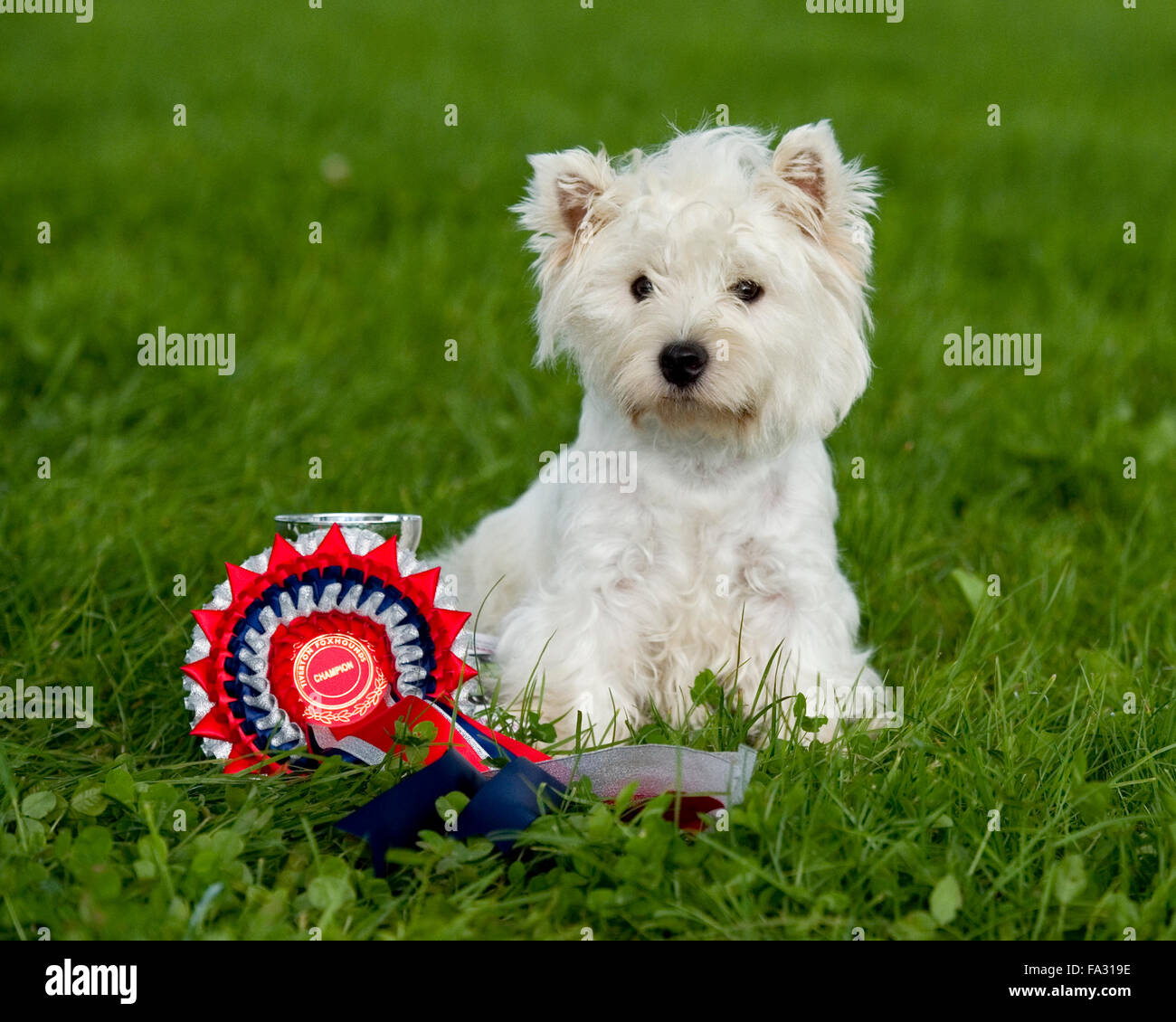 Champion Westhighland Whire Terrier bei einer kleinen show Stockfoto