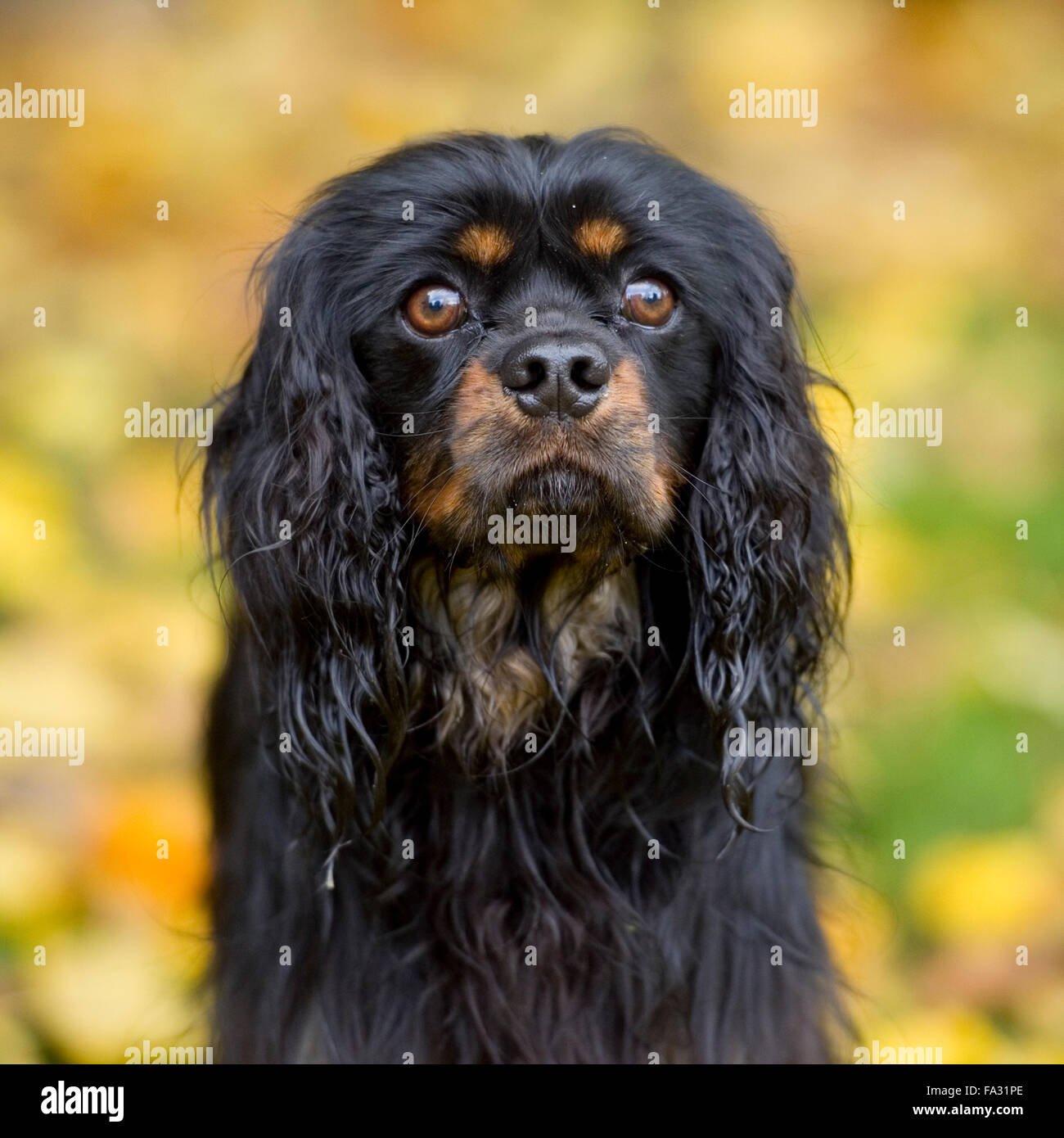 Cavalier King Charles Spaniel, schwarz und braun Stockfoto