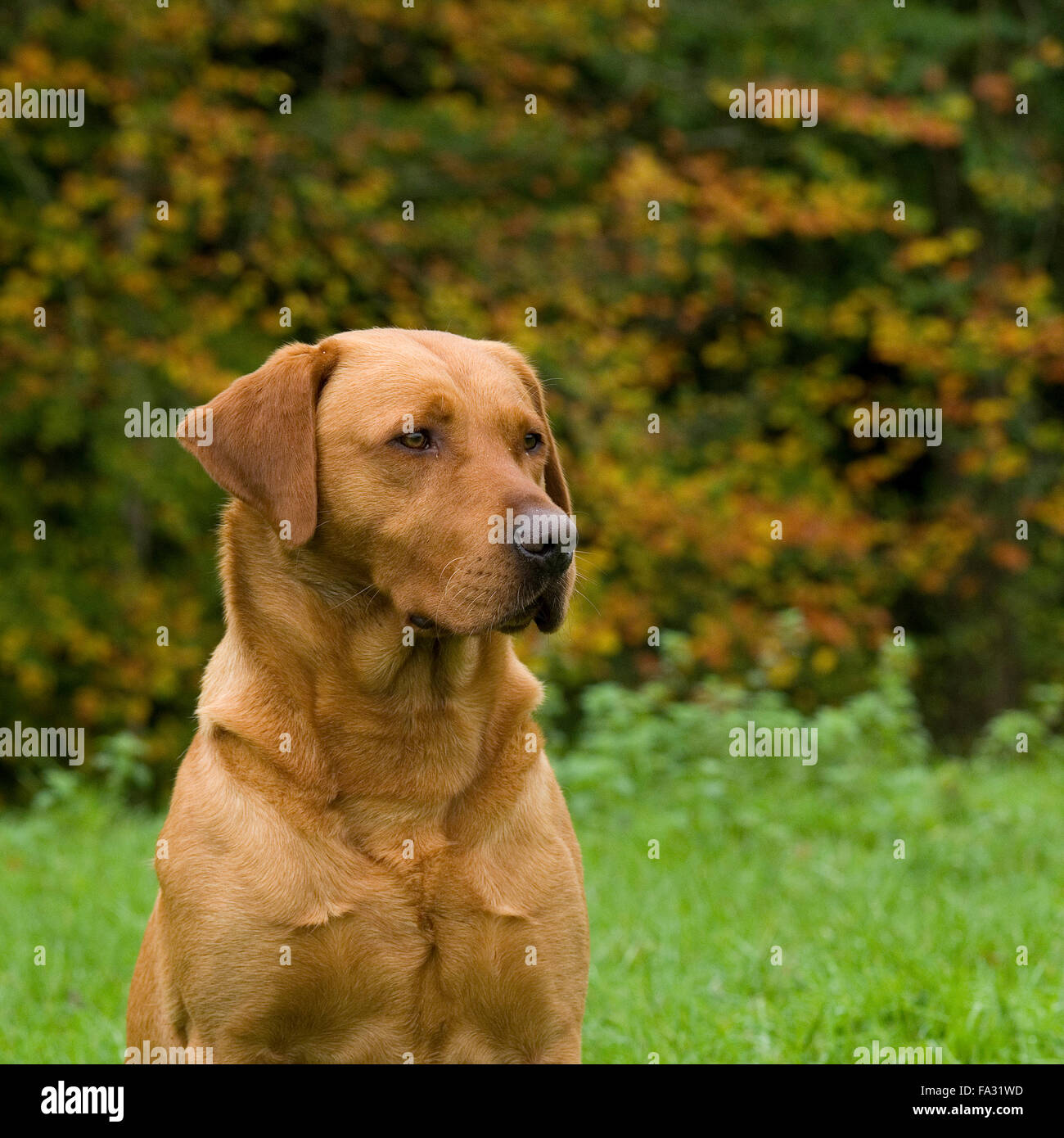 Fox red Labrador Stockfoto