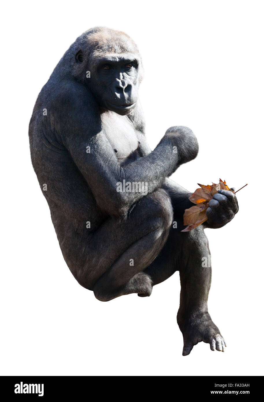 Gorilla. Isoliert auf weißem Hintergrund Stockfoto