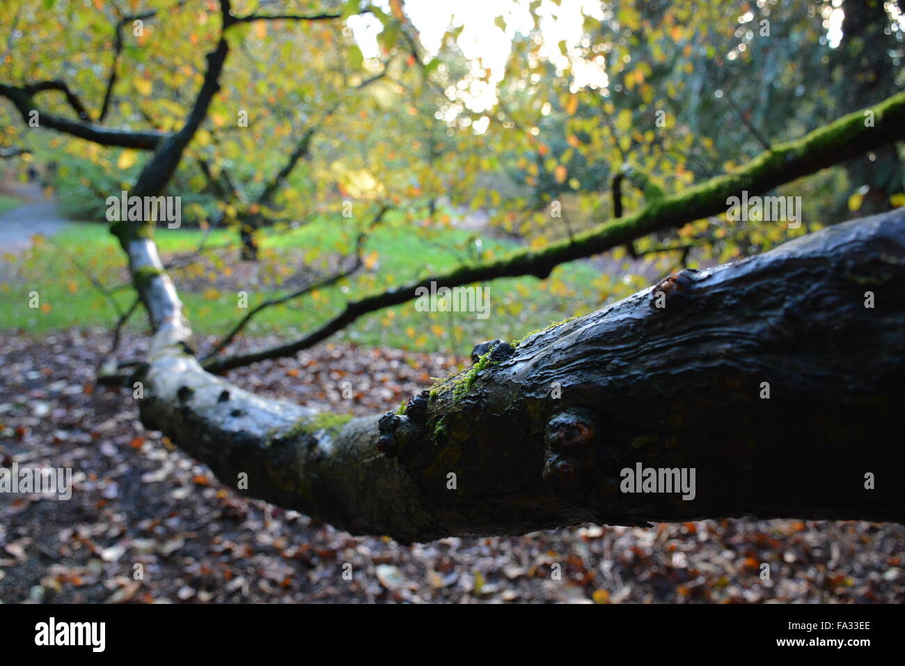 Ast in der Herbstsonne Stockfoto