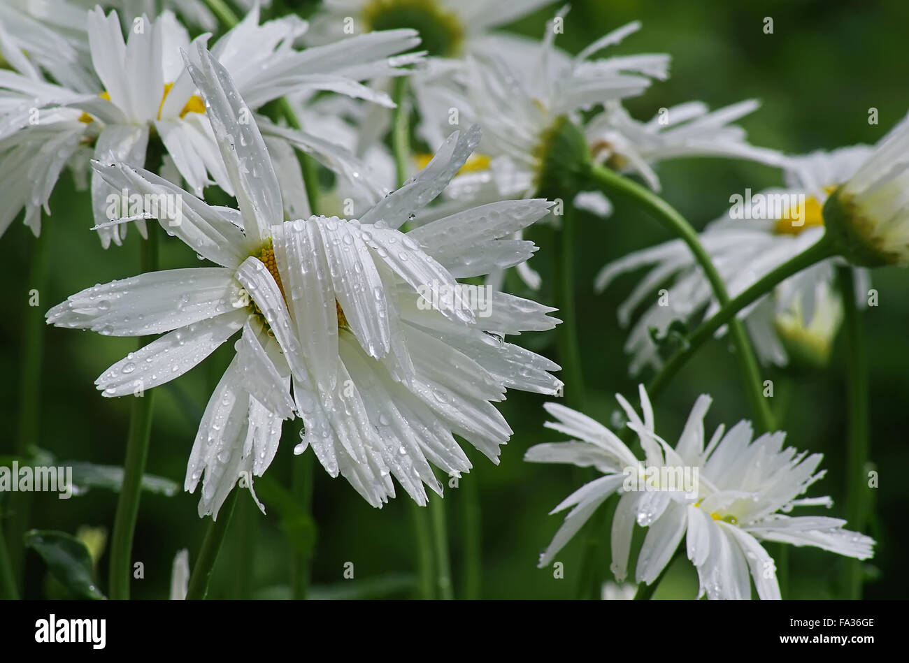 Garten Kamille in Regentropfen. Stockfoto