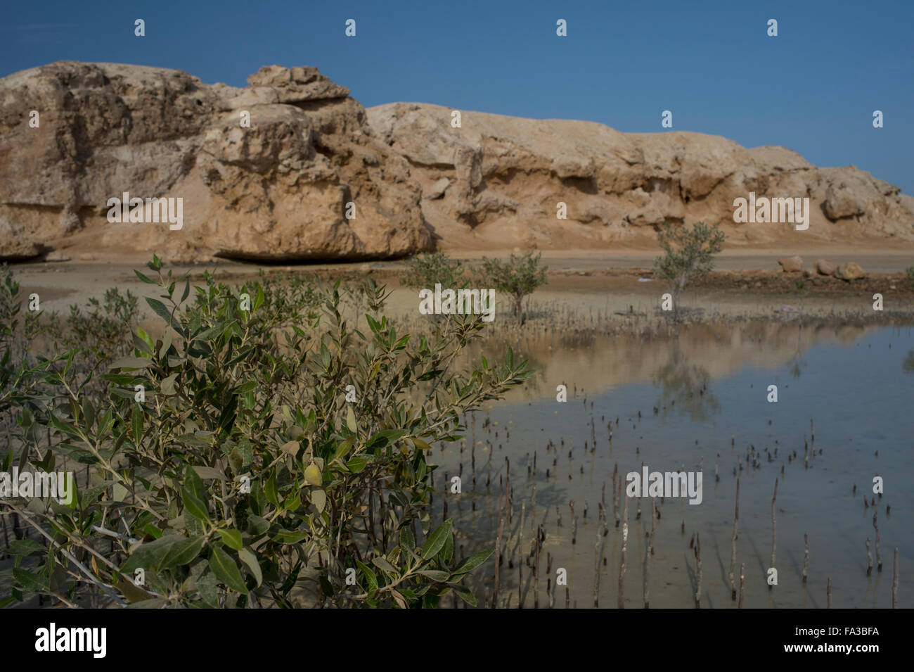 Graue Mangrove Avicennia Marina, Acanthaceae, Ras Mohammed National Park, Rotes Meer, Sharm El-Sheikh, Ägypten Stockfoto