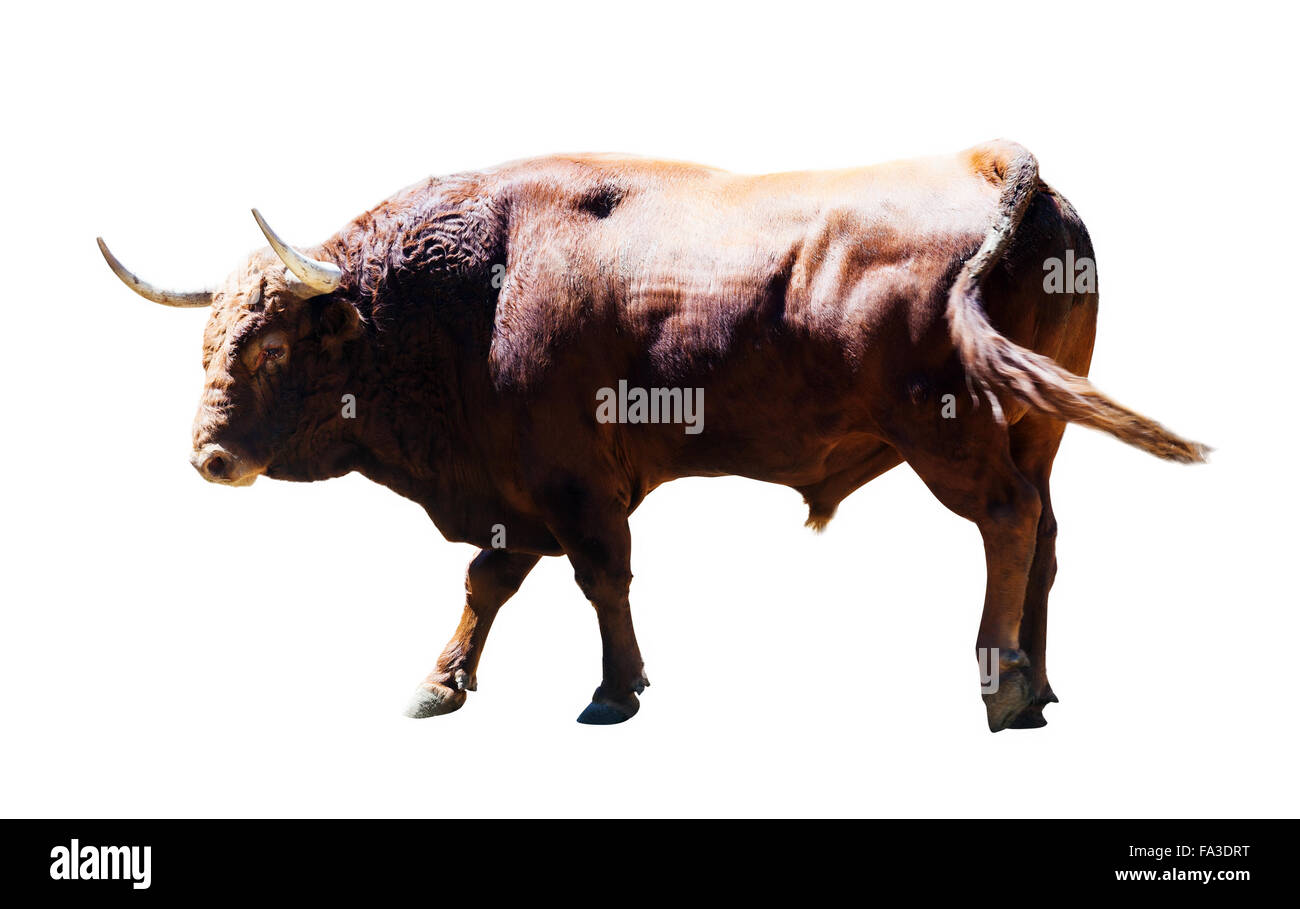 Erwachsenen braun Bull, isoliert auf weißem Hintergrund Stockfoto