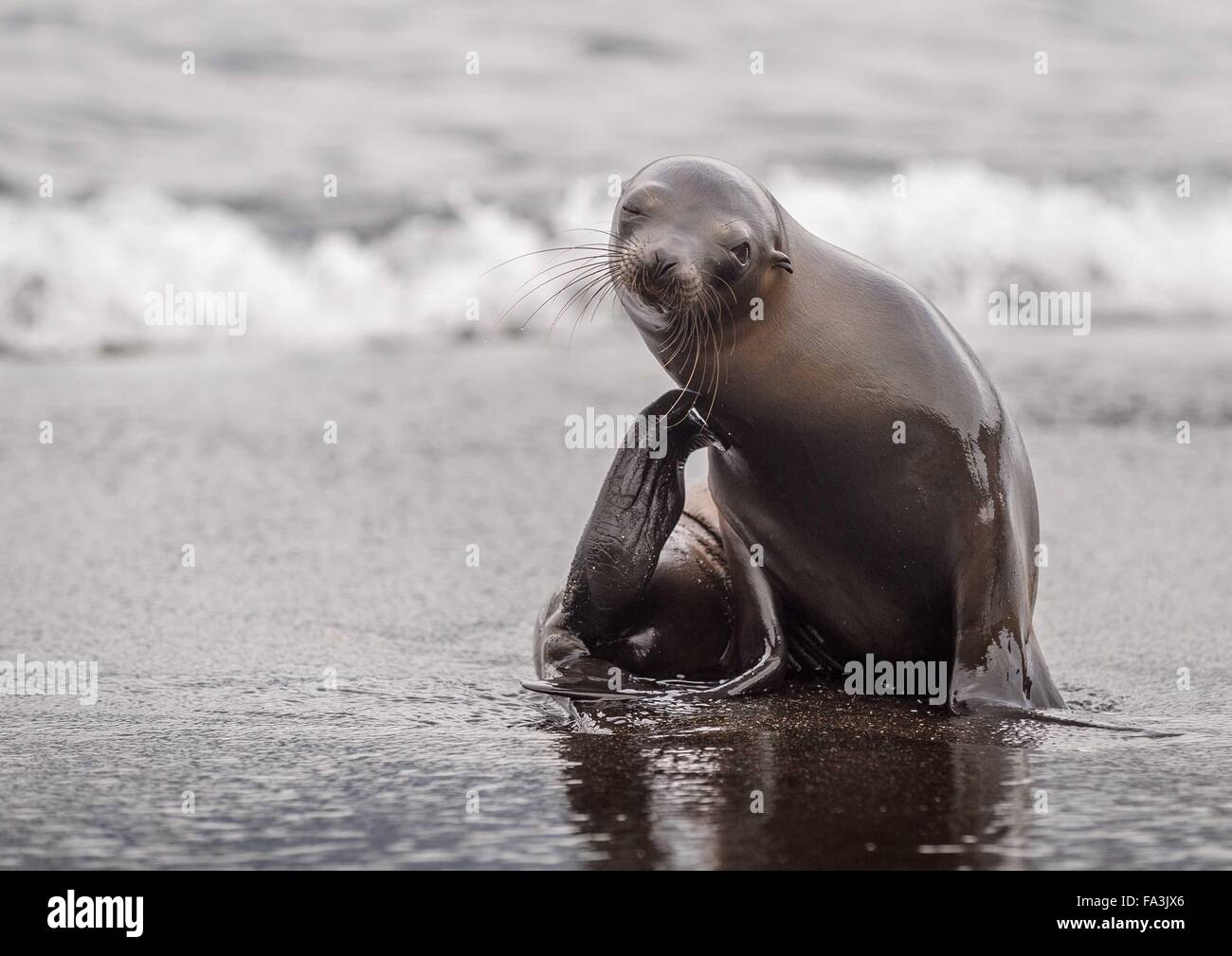 Eine junge Seelöwen haben einen Kratzer Stockfoto