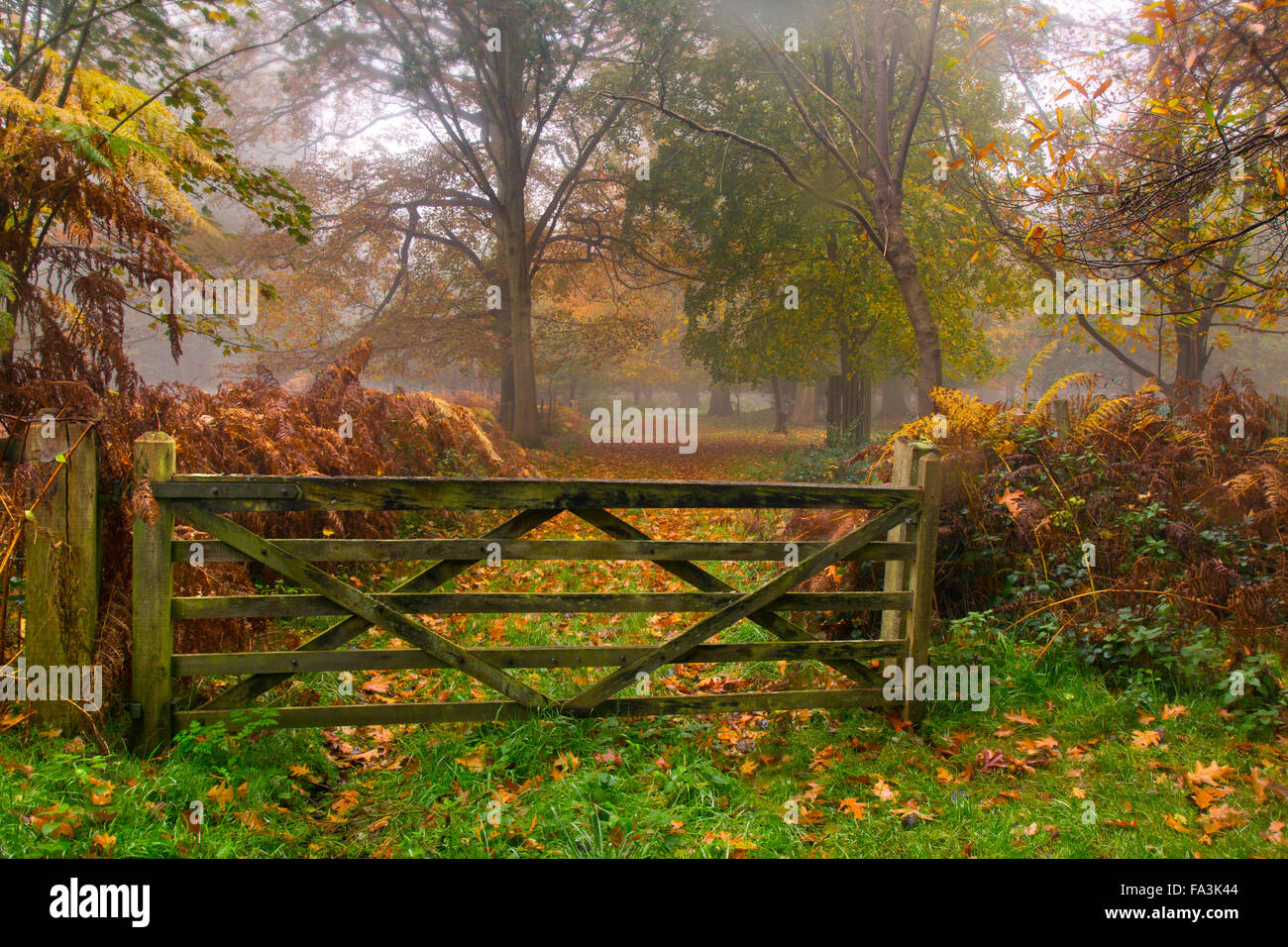 Herbstfärbung und Gateway in Felbrigg große Holz-Norfolk Stockfoto